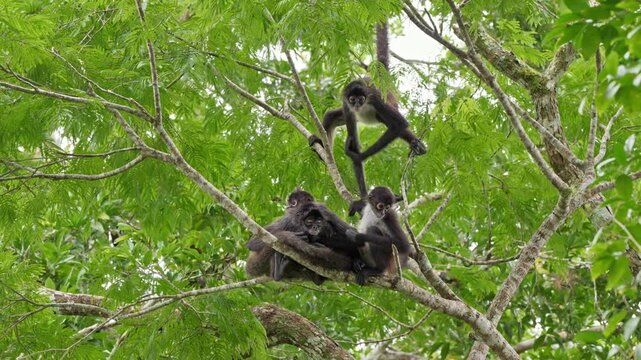 group of funny Geoffroy's spider monkey (Ateles geoffroyi vellerosus) in Yaxha Mayan Ruins, Peten, Guatelmala, Central America