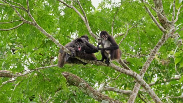 group of funny Geoffroy's spider monkey (Ateles geoffroyi vellerosus) in Yaxha Mayan Ruins, Peten, Guatelmala, Central America