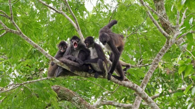 group of funny Geoffroy's spider monkey (Ateles geoffroyi vellerosus) in Yaxha Mayan Ruins, Peten, Guatelmala, Central America