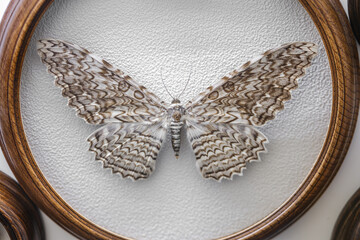 Grey Speckled Moth Entomological Display in Wooden Frame Close Up © reddish