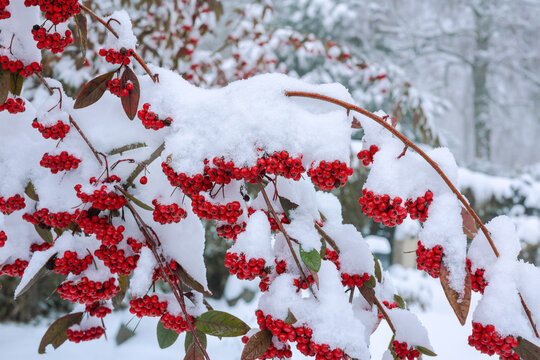 Rote Beeren am Ast vom Schneeball Strauch im Winter mit Schnee bedeckt im Park