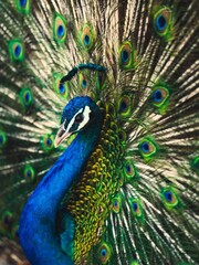 Obraz premium peacock with feathers