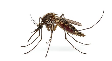 Detailed macro photograph of a mosquito with visible wings, legs, and proboscis, isolated on a white background