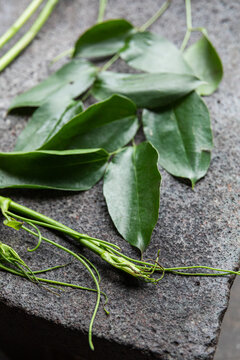 Focal Point on Green Leaves and Twigs over a metate