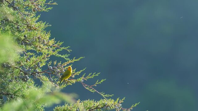 Adult Male Saffron Finch Perched on Pine Tree Tip Then Flying Away &ndash; Sicalis flaveola