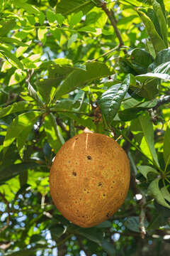 Close-up of unique exotic fruit on a tree branch.