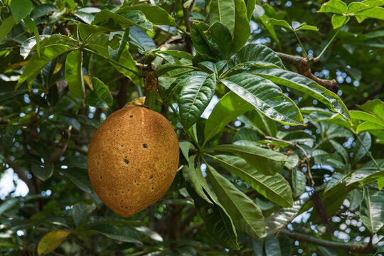 Exotic fruit hanging from lush green tree leaves in Chiapas