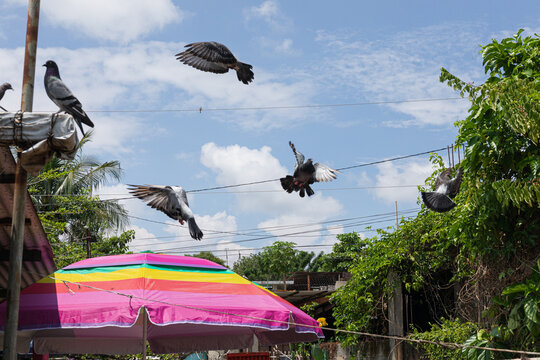 Pigeons Hovering Above Colorful Umbrella