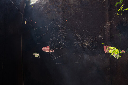 Web in Sunlight Capturing Nature's Intricate Beauty