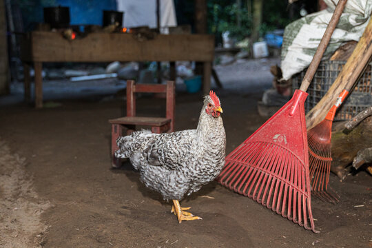 Chicken Stands Proudly Near Rake in Barn