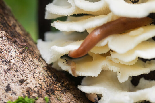Close view of slug eating a mushroom