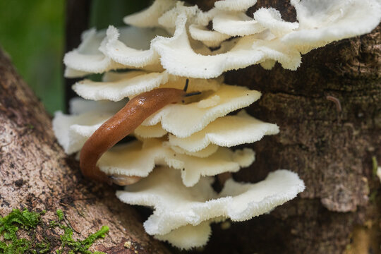 Slime trail on mushrooms depicting natural life