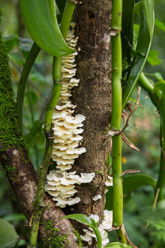 Lush Mushrooms Growing next to a vanilla tree