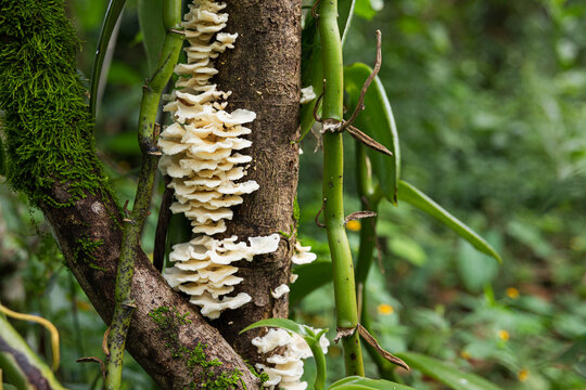 Intriguing fungi showcasing growth patterns next to vanilla plant