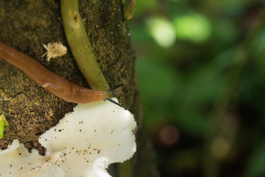 Focus on slug approaching a white fungi