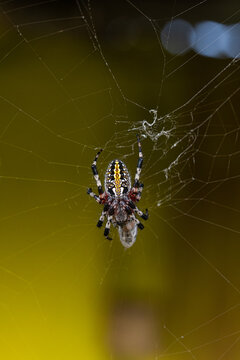 Colorful Argiope aurantia Spider