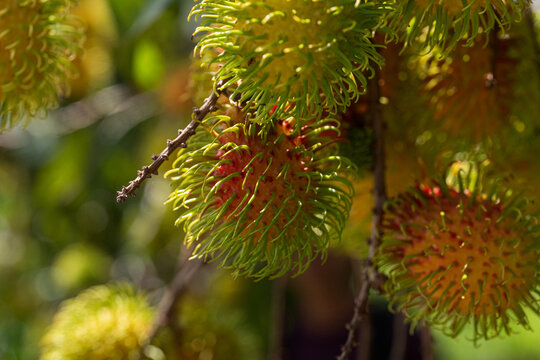 Closeup of rambutan fruit cluster on branches