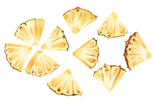 Juicy pineapple slice assortment painted in a natural watercolor style.
