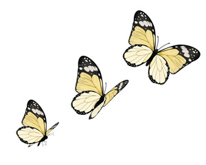 butterfly on white background YELLOW FLOCK OF BUTTERFLİES