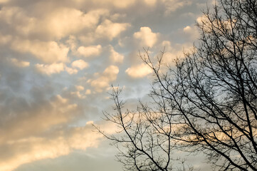Obraz premium Backlit tree branches silhouetted against an afternoon blue sky with puffy white clouds