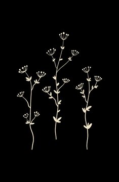 Wild herbs on a black background