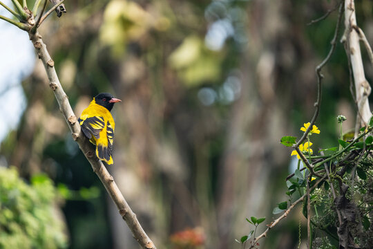 a Black-hooded Oriole (Oriolus xanthornus) in its natural habitat