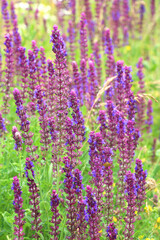 Naklejka premium Sage (salvia nemorosa) grows in the wild