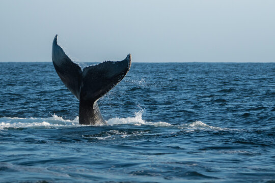 Humpback Whale Tail Lob