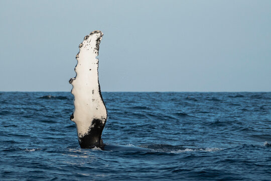 Humpback Whale Slapping its dorsal fins