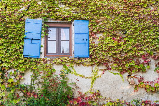 Rustic Window With Blue Shutters And Ivy Covered Wall