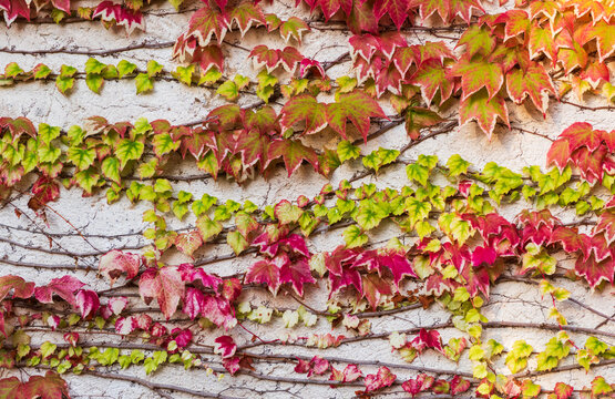Colorful Autumn Ivy Leaves on Wall Texture