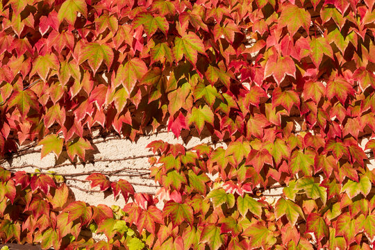 Autumnal Ivy Leaves Foliage Covering Beige Exterior Wall