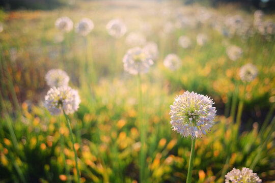 Summer nature flower