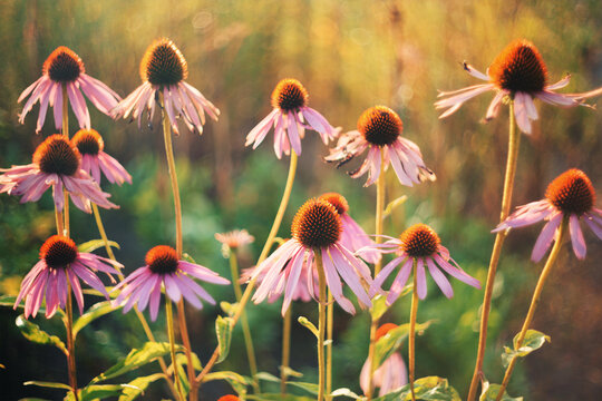 Summer nature flower