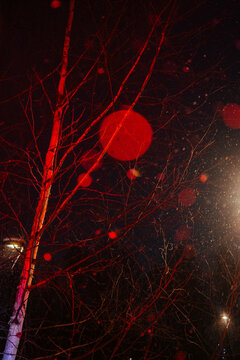 Night scene with red light on tree branches