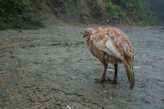 Albino turkey