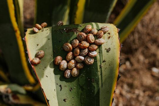 Snails on a cactus leaf in natural sunlight