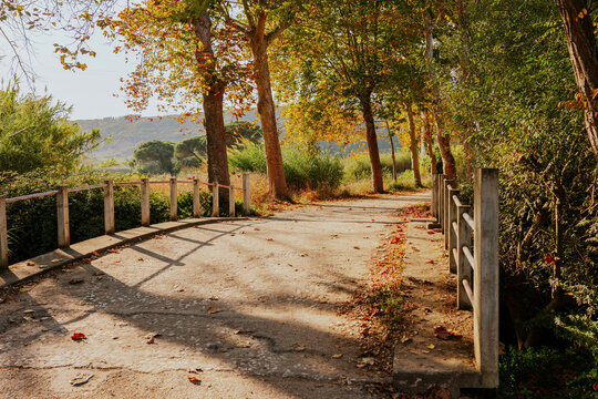 Serene autumn path with vibrant foliage and sunlight