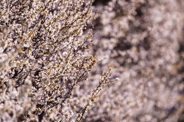 Zbliżenie makro na gęsto kwitnący krzew z drobnymi białymi kwiatami na tle miękkiego, ciepłego bokeh, oddające atmosferę wiosny. © Henryk Niestrój
