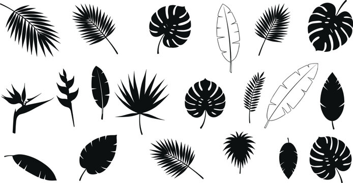 Large tropical leaf silhouette vector set with monstera deliciosa, palm fronds, banana leaves, and bird of paradise for summer jungle theme designs.