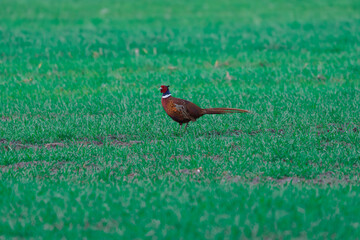 Samiec bażanta (Phasianus colchicus) na zielonym polu. Kolorowy ptak łowny w naturalnym środowisku. Wyraźny profil ptaka na tle soczystej trawy. Fauna polska w obiektywie przyrodniczym. © Henryk Niestrój