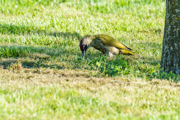 Dzięcioł zielony (Picus viridis) żerujący w trawie przy pniu drzewa. Ptak o charakterystycznym oliwkowym upierzeniu w naturalnym środowisku. Profesjonalne zdjęcie dzikiej przyrody w parku. © Henryk Niestrój