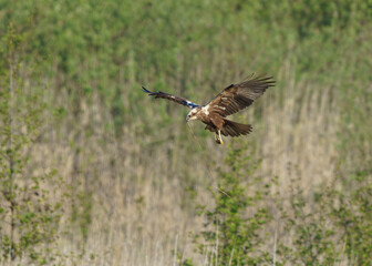 Błotniak łąkowy (Circus pygargus) uchwycony w locie podczas polowania nad niską roślinnością i trzcinowiskiem w naturalnym środowisku. © Henryk Niestrój