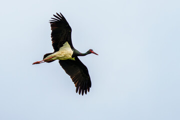 Bocian czarny (Ciconia nigra) w locie na tle jasnego nieba. Majestatyczny profil rzadkiego ptaka z rozpostartymi skrzydłami. Profesjonalne ujęcie dzikiej przyrody i polskiej fauny w plenerze. © Henryk Niestrój