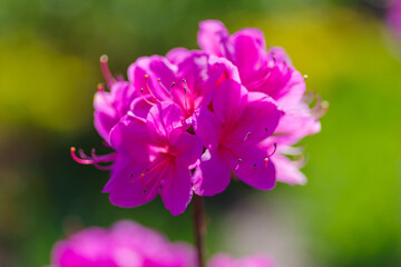 Zbliżenie makro na intensywnie różowe kwiaty azalii (rododendrona) kwitnące w ogrodzie na rozmytym, słonecznym tle. © Henryk Niestrój