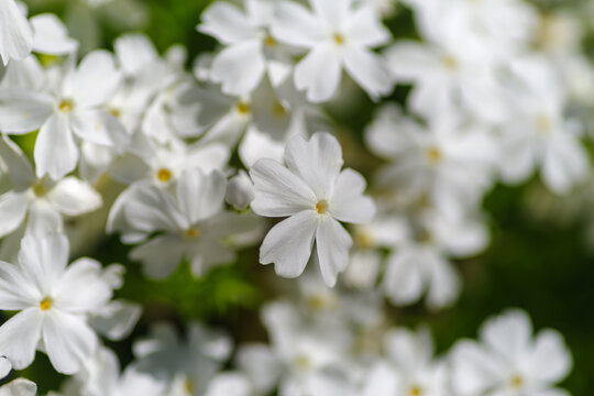 Białe kwiaty floksa szydlastego (Phlox subulata) w gęstym zbliżeniu makro, tworzące efektowny biały dywan kwiatowy.