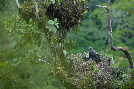 Solitary eagle with chick. Bird of prey nest