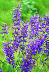 Among the wild herbs, blooms meadow sage (Salvia pratensis)