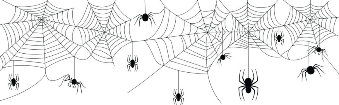 Halloween spider web banner vector illustration with hanging spiders, spooky cobweb background design, creepy decorative element collection isolated on white for holiday graphics.