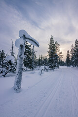 Fototapeta premium Cross-country skier gliding through the pristine snowy trails of Urho Kekkonen National Park during golden hour, Finnish Lapland